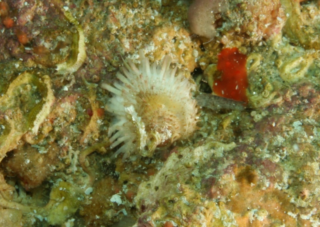 Chama gryphoides e Spondylus gaederopus